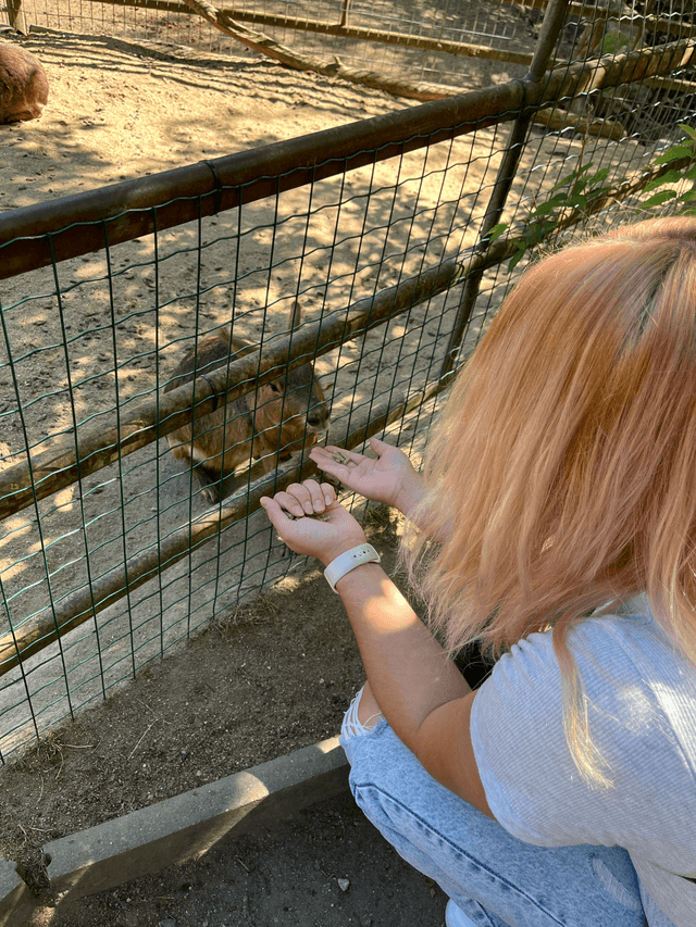 Kamí krmí zvířátka